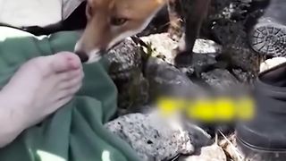 Une rencontre surprenante avec un renard sauvage.