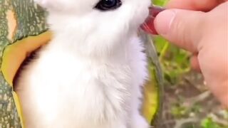 Little cute Bunny