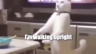 Daily life of a cat