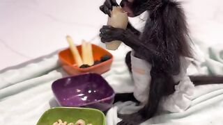 Breakfast baby monkey