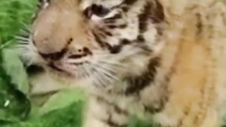 Cute Baby Tiger Roaring and Running!
