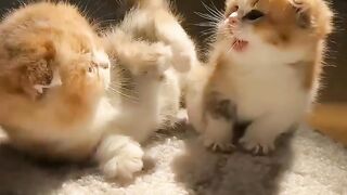 Funniest cats#cutes cats