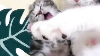 woww very cute cats#little kitty#mom cat