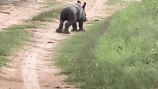 A baby rhino and his momma!!!