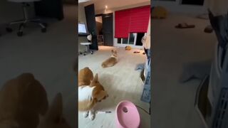 ANIMAL TIKTOK COMPILATION ???????????? REACTIONS Tiktok 7