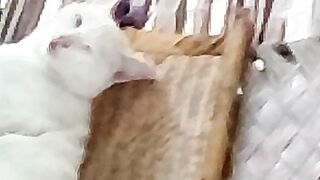 My cat 11