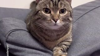 Funny | The Couch Chronicles: A Tale of Couch Indentation | FunFM