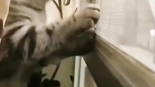 Animals also feel everything
