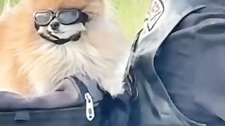 Soo funny video in the world