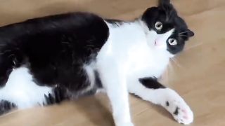 Funny_animals_2023????-_Funny_cats_and_dogs_videos_????????_P-51_#shorts(720p).