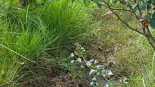 Nature 4K |Brain Calming Nature |Nature Video | Relax Your Soul |Febspot
