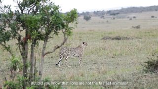 Animals Lovers In the world