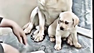 A mother is a mother, be it an animal or a human being