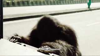 Hello Charlie Gorrila Scene on Road Comedy Scene