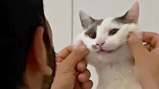 UNUSUAL MEMES COMPILATION V237