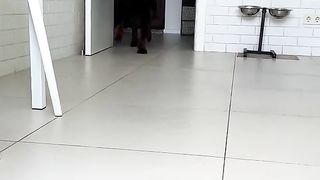 Нова іграшка для собаки