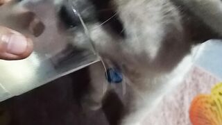 Kucing Minum Susu