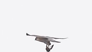 Danger bird