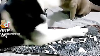 Смешные животные