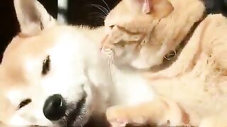 Cat sleeping with dog