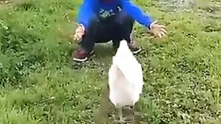 Animals hugging humans