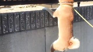 Dog Climbing the Wall