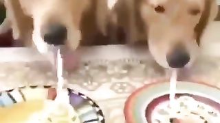 Dogs in a fast-eating contest