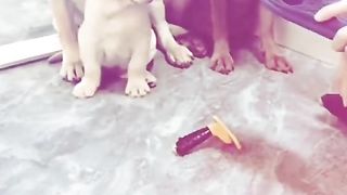 The dog ak maha