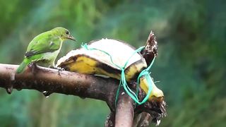 Surah Yasin ( Yaseen ) with Urdu Translation | Quran Tilawat Beautiful Voice | Hindi Tarjuma 2