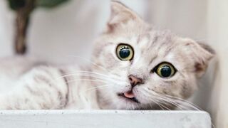 Oyen sing part 3