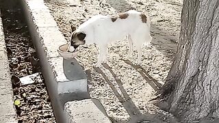 Hungry dog help