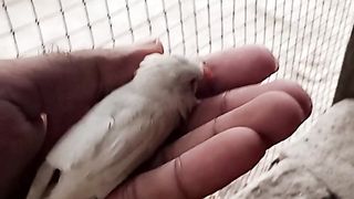 Try to hand tame finch