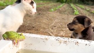 Funny Videos #Entertainment