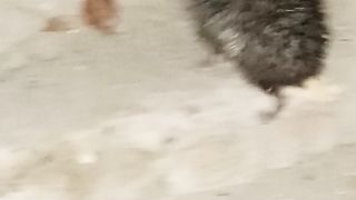 Thorn mouse ????