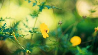 Nature Videos 2
