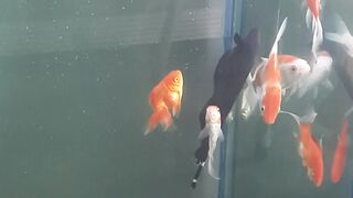 lots of beautiful fish, there are goldfish, black gosh fish, shark-like fish, fish