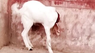 Beautiful goat male ????
