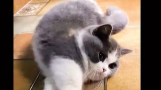 "Sweet Morning Greetings from Cute Cats"