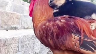 Funny Video # Entertainment Video