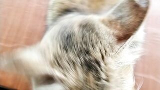 Cute Cat on the Table