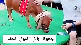 Little bull ????