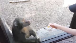 Monkeys react to magic 5
