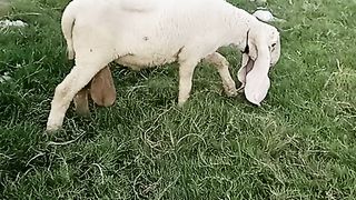 Sheep riding ????
