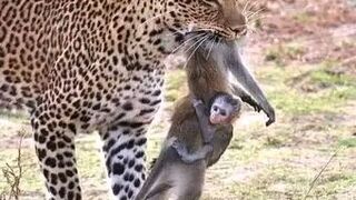 7 fois où les animaux nous ont fait exploser de rire _fyp _pourtoi _animaux _humour _drole