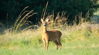 Deer is grazzing