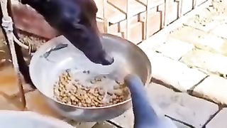 Funny animal videos 13