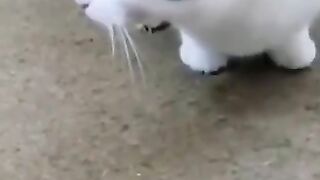 Funny animal videos 12