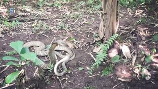 cobra vs elang