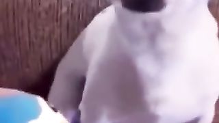 Funny animal videos 14