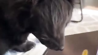 Funny animal videos 15